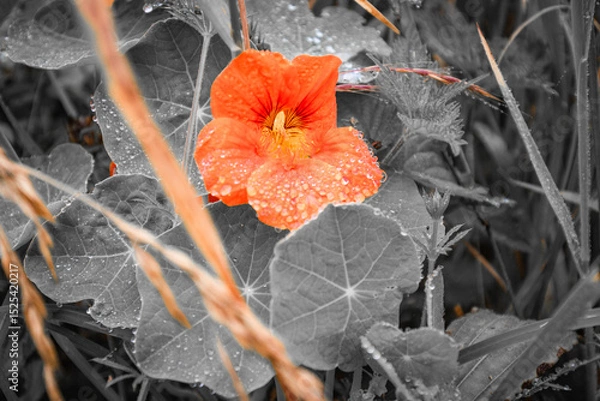 Obraz orange flower, selective color