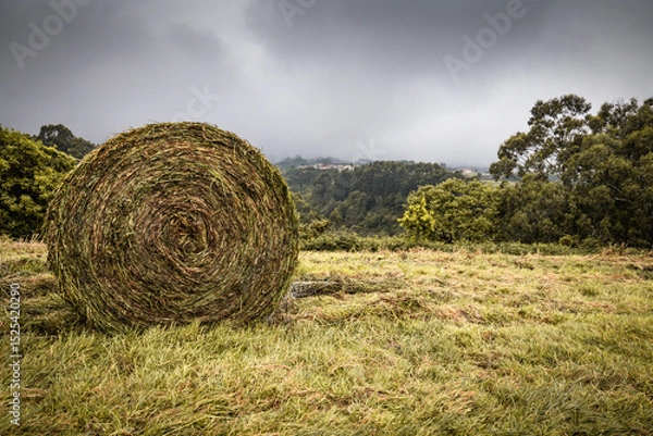 Obraz wet hay stack bale for livestock in green beautiful landscape