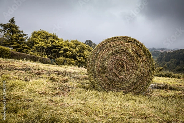Obraz wet hay stack bale for livestock in green beautiful landscape