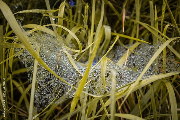Obraz spider's net with raindrops closeup