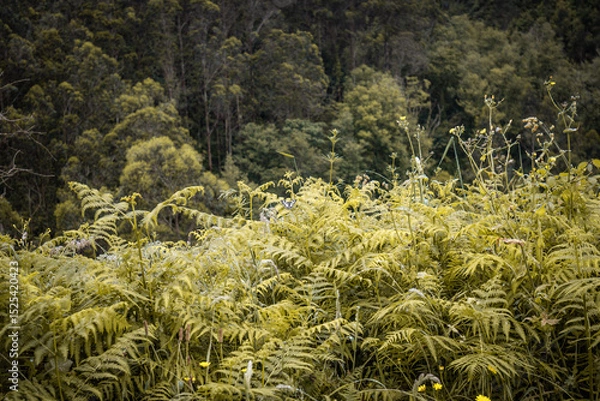 Obraz fresh fern in rainy forest, lush colors in summer