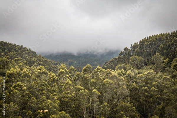Obraz view on the rainy forest in the clouds, graphical ressource