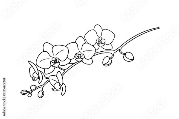 Fototapeta Elegant black and white line art of a blooming orchid branch on white background