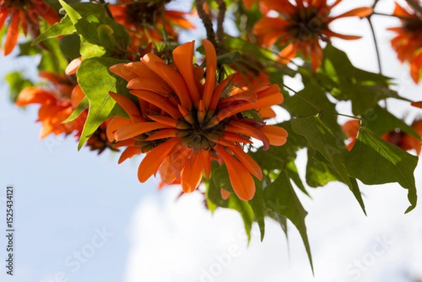Fototapeta Unusually beautiful flowering trees in summer