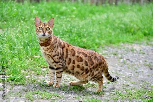 Fototapeta Elegant bengal cat  standing in the garden in summer