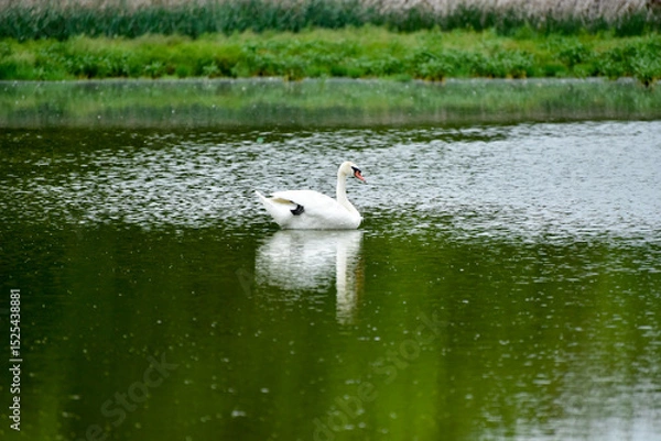 Fototapeta One lonely swan floating on the lake ,summer nature