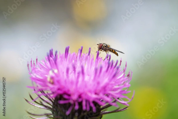 Fototapeta hoverfly feeding on pink thistle flower