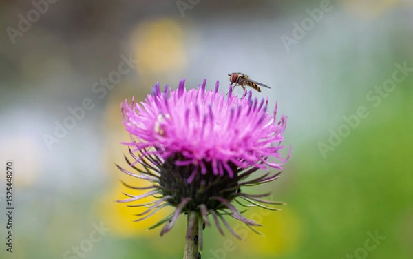 Fototapeta Pink thistle flower with hoverfly feeding on it