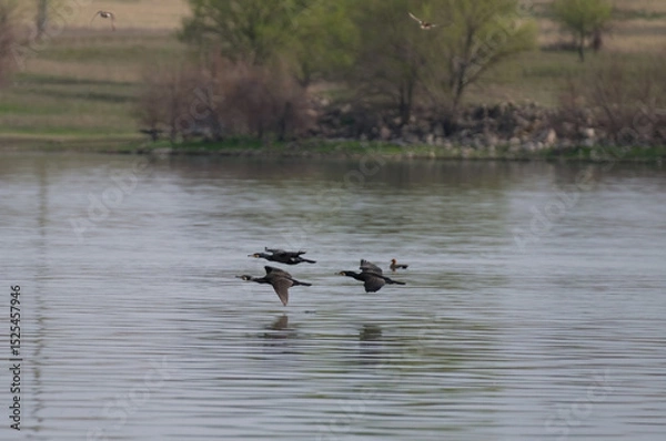 Obraz Great Cormorant birds fly over the water surface of a lake in the wild nature of Kazakhstan in spring.