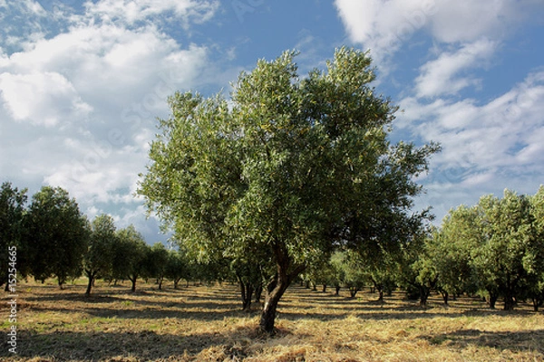 Fototapeta ulivo