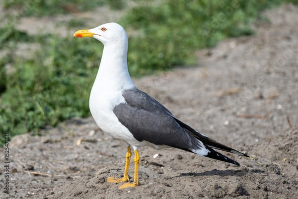 Obraz adult lesser black-backed gull (Larus fuscus)