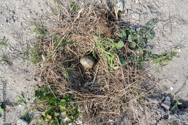 Obraz nest of a lesser black-backed gull (Larus fuscus) with one egg