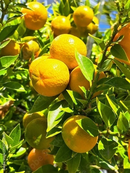 Fototapeta oranges on tree mandarine.