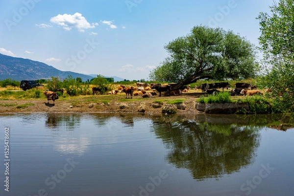 Fototapeta Cows resting in the shade of a tree by the river on a sunny day