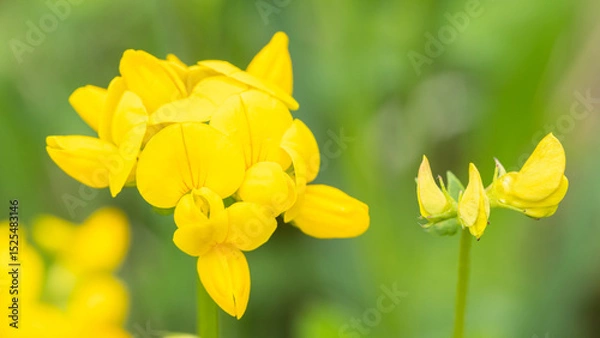 Obraz Gewöhnlicher Hornklee