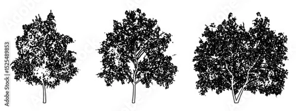 Fototapeta Set or collection of Magnolia Flowers trees as black line drawing silhouette on white background. Concept or conceptual vector for nature, planet, ecology conservation, strength, endurance and  beauty