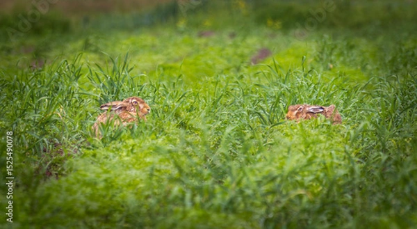 Fototapeta rabbits on the field