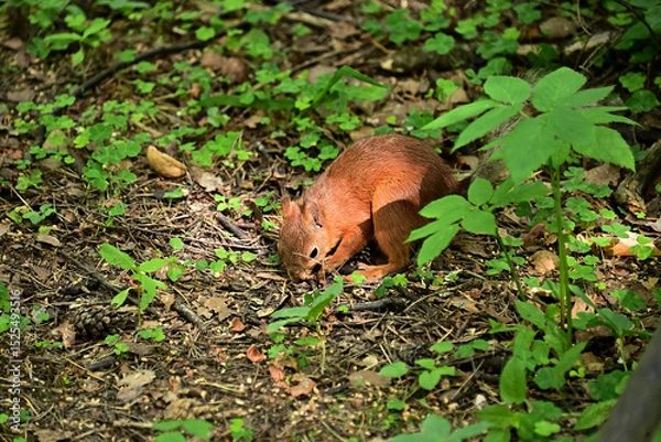 Fototapeta Beautiful squirrel in the morning in the summer forest.