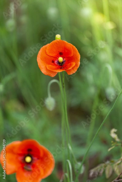 Obraz Kwitnące maki 