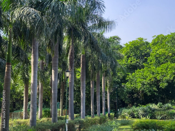 Obraz Palm trees lining a walkway in a tropical park in Delhi. Symmetrical path surrounded by lush green