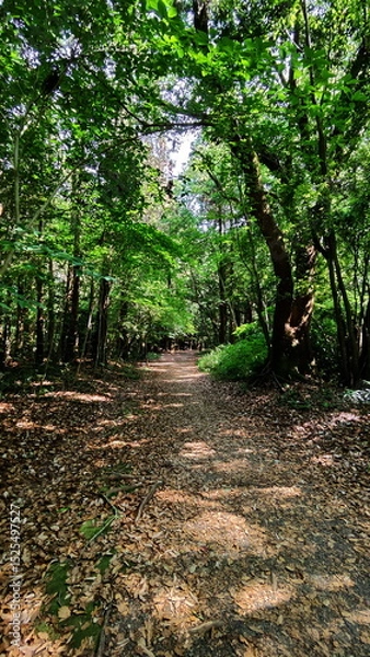 Fototapeta Path in the middle of the green forest