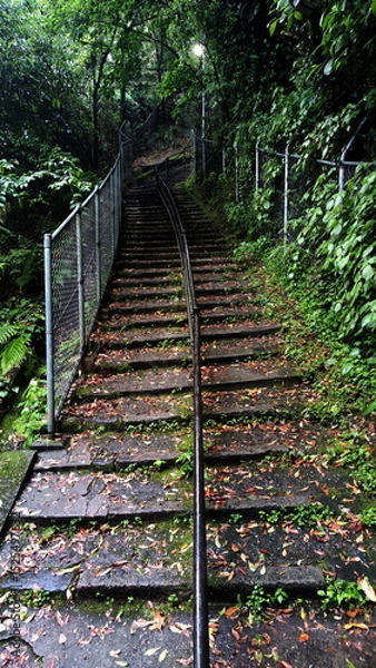 Fototapeta Stairway up to the hill through the forest