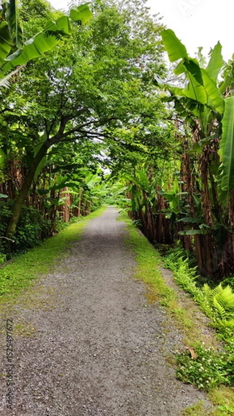 Fototapeta Path through Banana Trees Grove