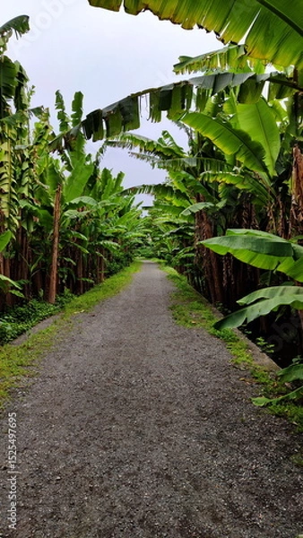 Fototapeta Path through Banana Trees Grove