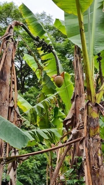 Fototapeta Banana fruits growing on the tree in natural area