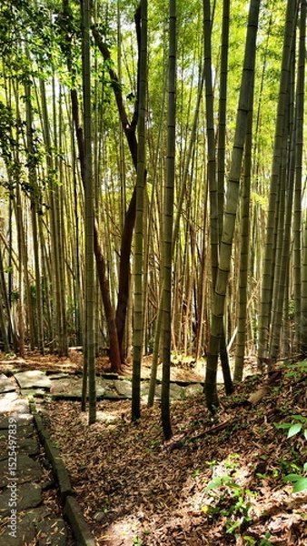 Fototapeta Path in Japanese Bamboo Grove Photo