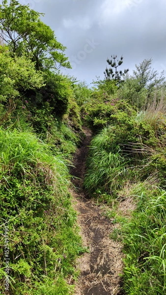 Fototapeta Trail goes up to the hill through bushes and grass