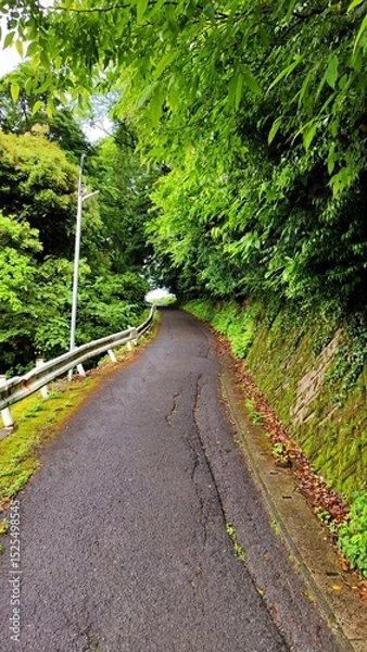 Fototapeta Road passes through an alley of green trees