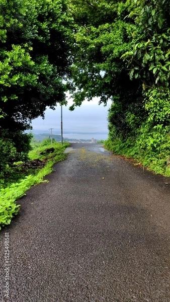 Fototapeta Road passes through an alley of green trees. Daytime Photo