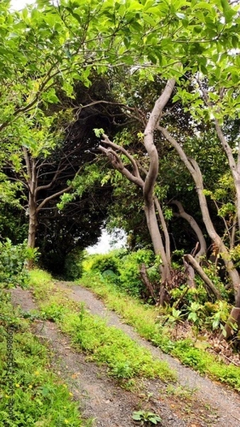 Fototapeta Trail goes through the magic forest