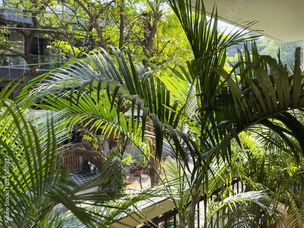 Obraz tropical palm, lush greenery, and exotic plants. Scenic urban view, city street below, offering