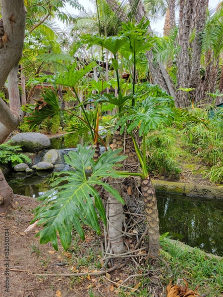 Fototapeta Split leaf Philodendron Bipinnatifidum, Araceae family, in a jungle-like park with dappled shade near a fresh water pond of tropical America