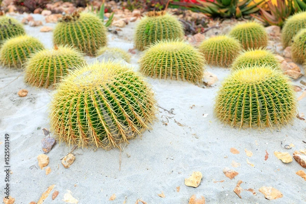 Fototapeta Barrel Fishhook golden cactus patch in soft sand with rocks in desert style xeriscaped roadside, San Diego, California