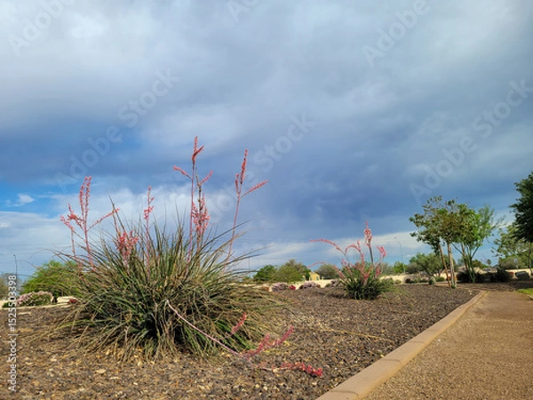 Fototapeta Desert style xeriscaping with red yucca and gravel along Arizona city roads