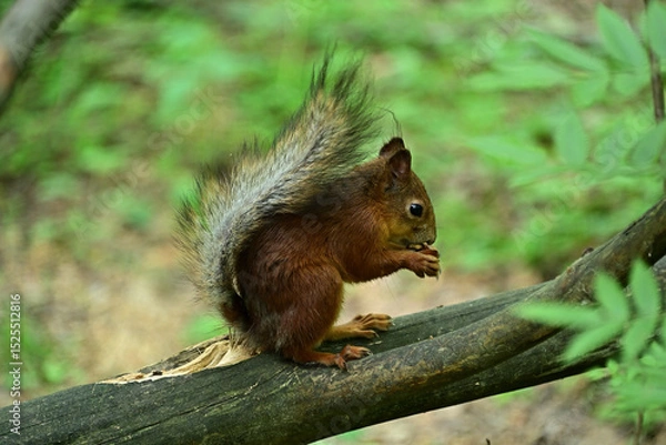 Fototapeta A beautiful squirrel on a tree eats a nut.