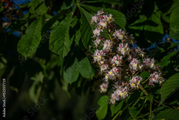 Fototapeta Summer fresh morning view for bloom of chestnut big tree with blue heaven