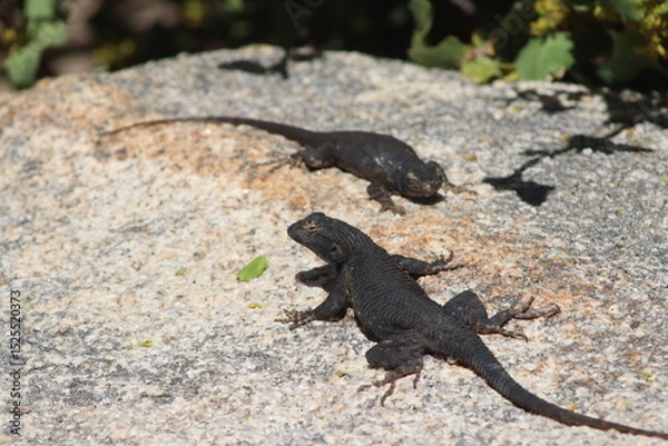 Obraz Joshua Tree NP Lizards