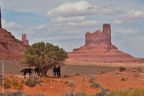 Obraz Wild horses at Monument Valley