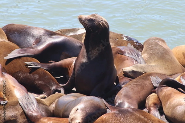 Obraz Sea Lion at pier 39, San Francisco