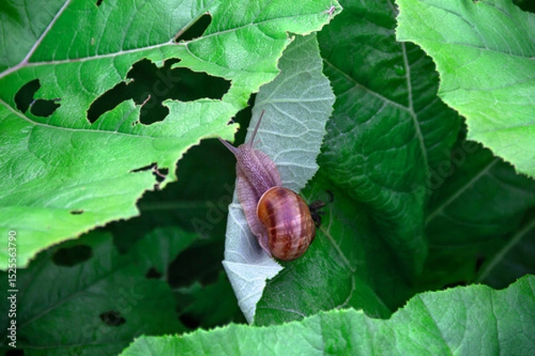 Obraz Grove snail, brown-lipped snail with dark bands. On a leaf in garden in summer
