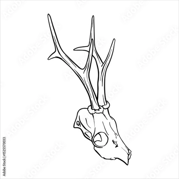 Obraz Deer skull with antlers. Vector ink sketch illustration of bones animal in Black and White. Simple vector art design, elegant, modern, decorative