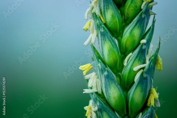 Obraz close up of wheat flowering in progress