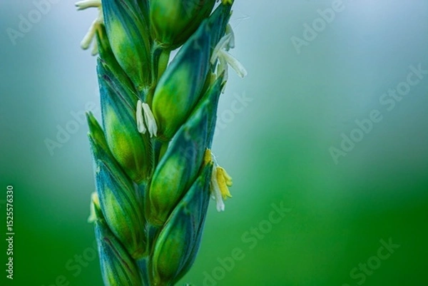 Fototapeta wheat flowering in progress macro