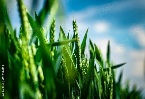 Fototapeta wheat field with strong young plants