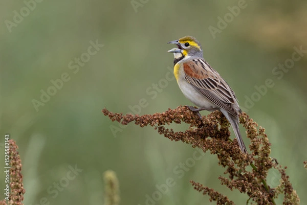 Fototapeta Dickcissel