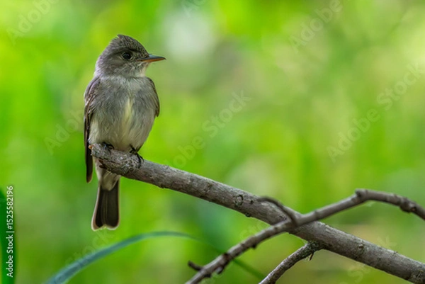 Fototapeta Closeup of an eastern wood-pewee perched on a branch.